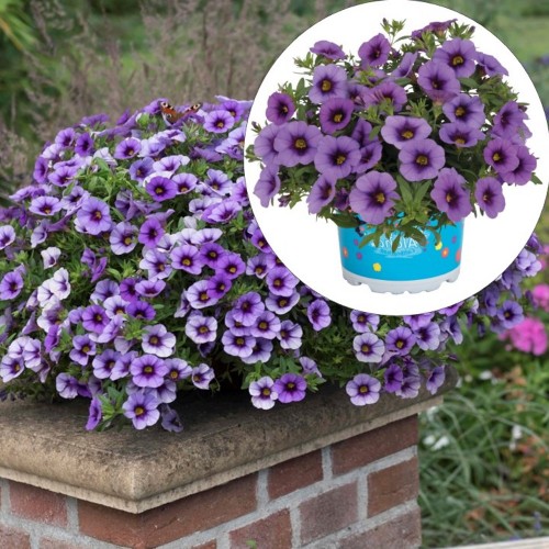 Calibrachoa 'Aloha Kona Tiki Blue' - Puispetuunia 'Aloha Kona Tiki Blue' ampel